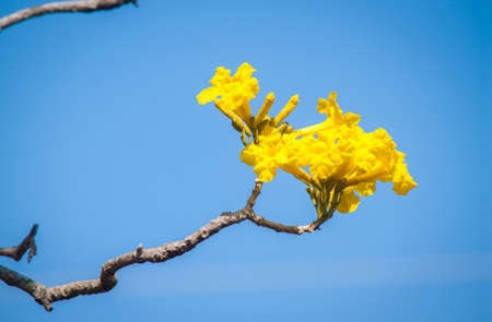 tabebuia yellow flowersの写真素材