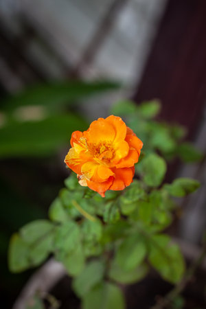 rose flower in garden natural outdoorの写真素材