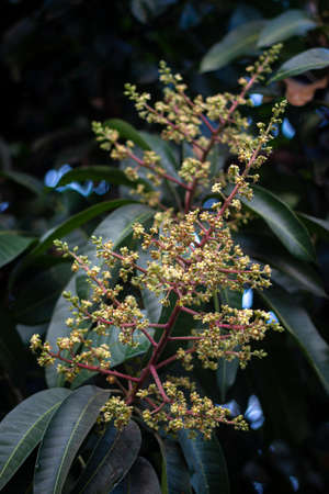 mango blossom in garden natural outdoorの写真素材