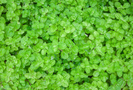 green nature background wallpaper