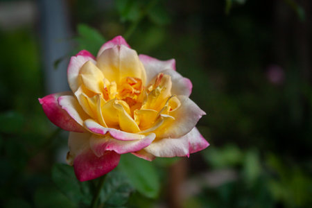 rose flower in garden natural outdoorの写真素材
