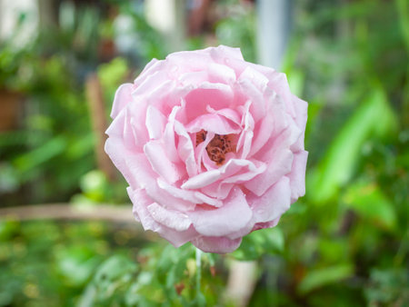 rose flower in garden natural outdoorの写真素材
