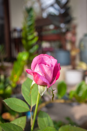flower in garden natural outdoorの写真素材