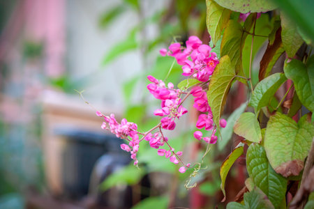 flower in garden natural outdoorの写真素材