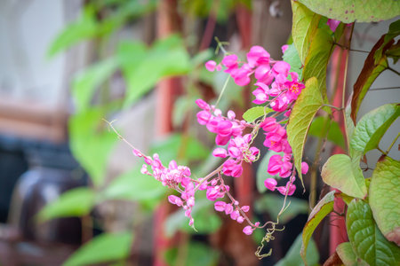 flower in garden natural outdoor