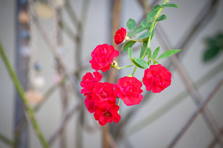 rose flower in garden natural outdoor