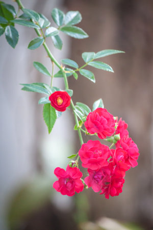 rose flower in garden natural outdoorの写真素材