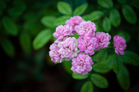 rose flower in garden natural outdoorの写真素材