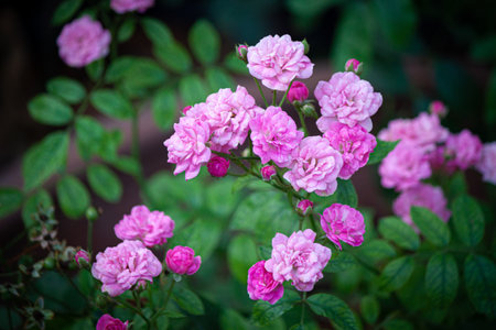 rose flower in garden natural outdoorの写真素材