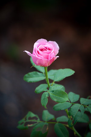 rose flower in garden natural outdoorの写真素材