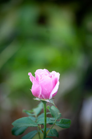 rose flower in garden natural outdoorの写真素材