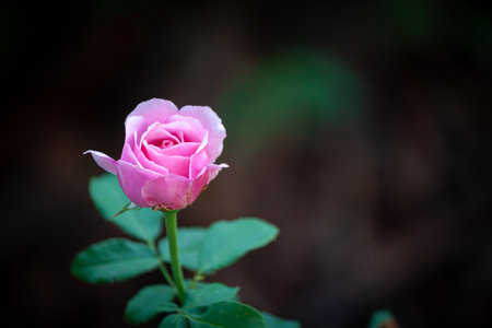 rose flower in garden natural outdoorの写真素材