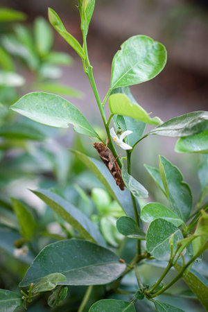 Grasshopper on the tree branch, green leavesの写真素材