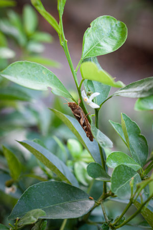 Grasshopper on the tree branch, green leavesの写真素材