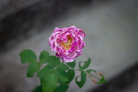 rose flower in garden natural outdoorの写真素材