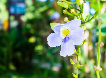 beautiful blue purple soft nice flower of Laurel clock vine, Blue trumpet vine, Thunbergia laurifolia cold herbs in Asia and tropical zoneの写真素材
