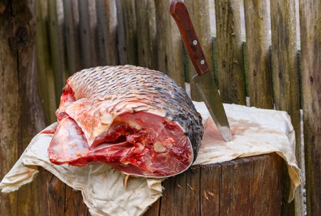 caught fish on the stump is cut with a sharp knife. carp sea.の写真素材