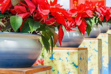 tropical plant with red leaves.の写真素材