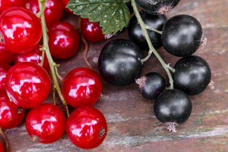 organic garden berries on old wood table, from above. black, Red currant.の写真素材