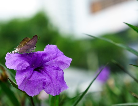 Asian butterfly on a flower.の写真素材