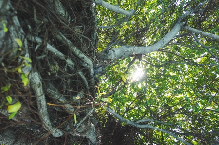 The sun shines through the jungle.