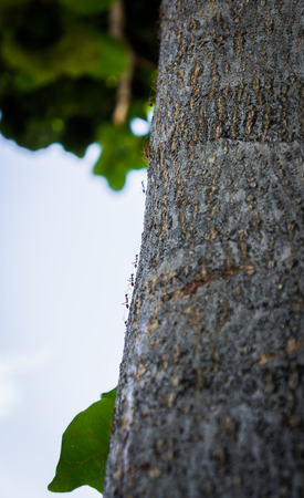 black ants crawling on a tree trunkの写真素材