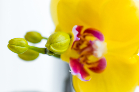 Three gold orchid flowers with stem on white background.の写真素材