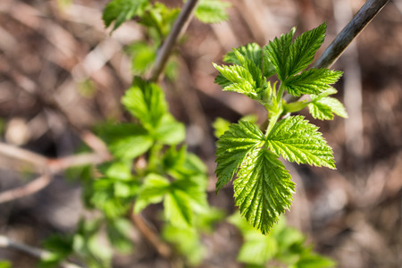 the burned leaves on the sun, leaves in yellow spots, the damaged leaves, the changed leaves, a...