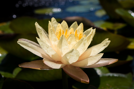 Lotus flowers, water lily, yellowの写真素材