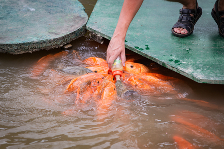 hungry gold asian fish eats food from bottle in the pond. man's hand. man feeds fish.の写真素材
