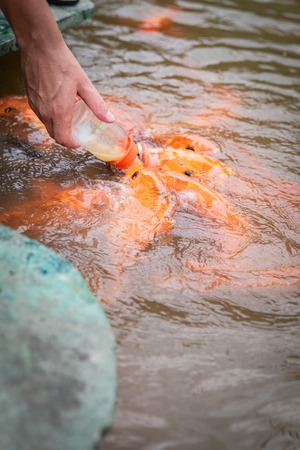 hungry gold asian fish eats food from bottle in the pond. man's hand. man feeds fish.の写真素材