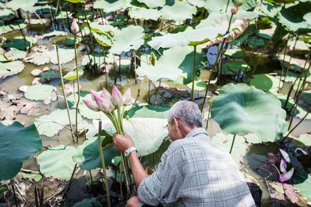 Vietnam, Nha trang, March 2018. Lotus pond. Asian man collects in his hand a bouquet of lotus flowers. Editorial photoのeditorial素材