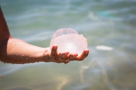 white sea jellyfish in mans hand. vietnam