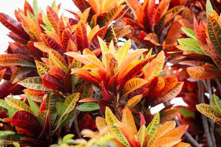 Codiaeum variegatum, orange jasmine. Outstanding colorful, multicolor and leaf-shaped texture....