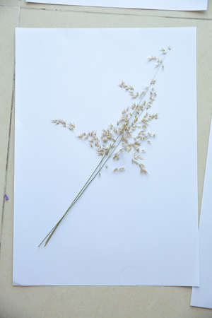 One dry delicate flower isolated on whiteの写真素材