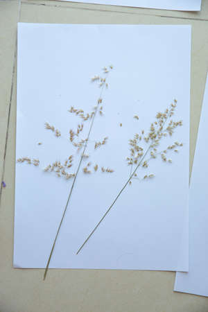 Two dry delicate flowers isolated on whiteの写真素材