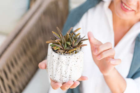 Young girl is planting green echeveria succulent. Concept of home gardening, house plants, hobby, leisure time.の写真素材