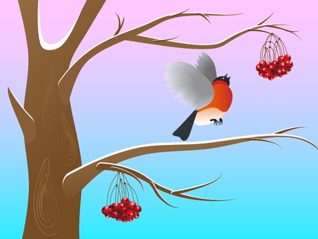 Bullfinch pecking red berries of a rowan のイラスト素材