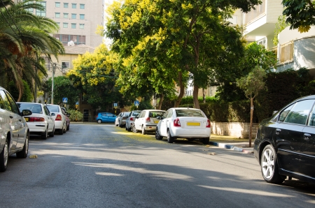 Blooming yellow acacia on a quiet streetの写真素材