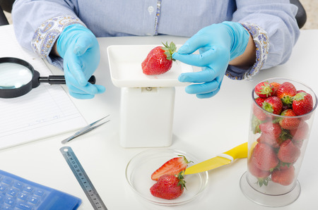 Phytosanitary expert hands weighing strawberries in the laboratoryの写真素材