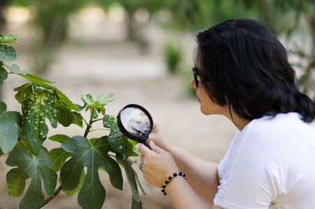 Botanist finding leaf galls on the figs tree with magnifying glassの写真素材