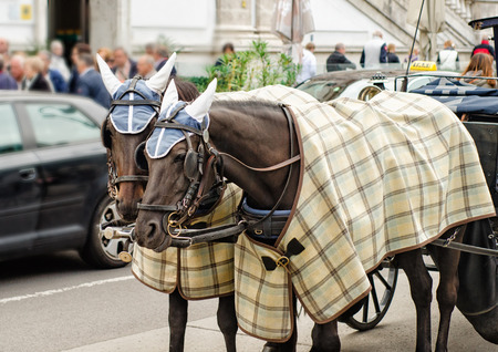 Pair of horses in plaid blankets and caps carry the carriage through the Vienna streets