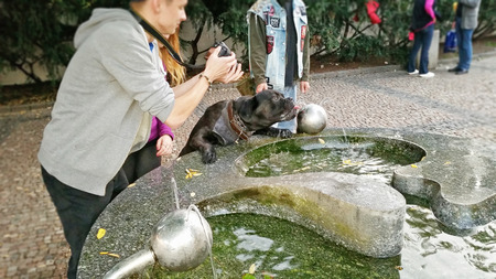 Prague, Czech Republic - September 27, 2014: Black dog gets drink from the street fountain. Unidentified man shoots himのeditorial素材