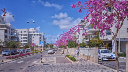 Nes Ziona, Israel-March 20, 2016: Beautiful view of purple flowering Judas trees grow on sidewalk in Khoshen street. New white gray 4 story residential buildings are located on both sides.  Wide road and blue sky. Horizontal shotのeditorial素材