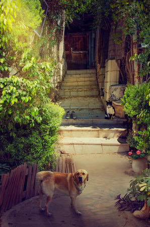 Beautiful narrow entrance to old house. It is picturesque courtyard surrounded by green lush foliage. A big red dog stands in the foreground looking to the camera. Black-white cat sitting on stone stairs of the doorwayの写真素材