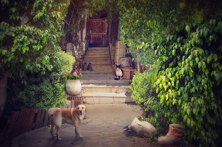 Old stone stairway in cosy picturesque patio leads to wooden door. Big red dog in the foreground looks at the camera. Black-white cat sitting on stone stairs of the doorway. It watches to the dog. There are green lush foliage on both sidesの写真素材