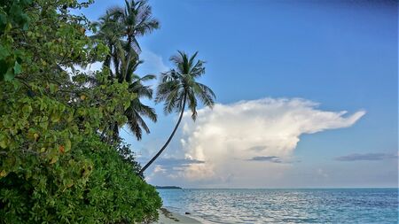 Maldives. The island of Nalaguraidu. Beautiful palm tree on the shore. Azure ocean, cloud in the sky.の写真素材