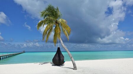 Maldives. Diffushi Island. On the shore of the azure ocean, under a blue sky with fantastic clouds, a lone palm tree.の写真素材