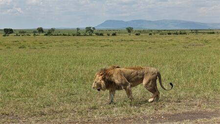 A lonely strong and beautiful lion walks along the savannah grass in the Masai Mara National Park in...