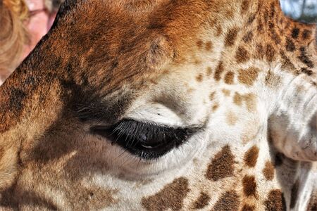 Portrait of a giraffe. Close-up shot of an amazingly kind and amazingly beautiful giraffe eye. Thoughtful look under long dark eyelashes. Spotted red, white, brown coat.の写真素材